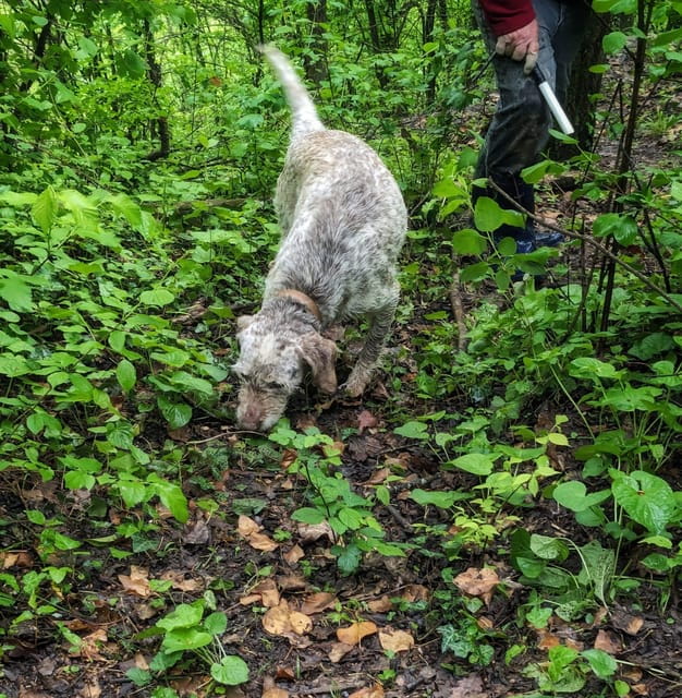 Langhe: Truffle Hunt with Local Trifulau and Dog - The Truffle Hunt: What to Expect and Why It Matters