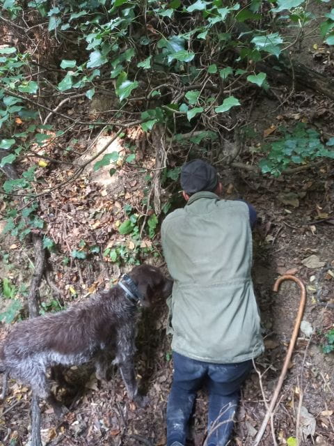 Langhe: Truffle Hunting Experience - Key points / Takeaways