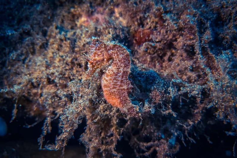 Lanzarote: Beginner Try Scuba Diving Costa Teguise (2 dives) - Practical Details and Logistics