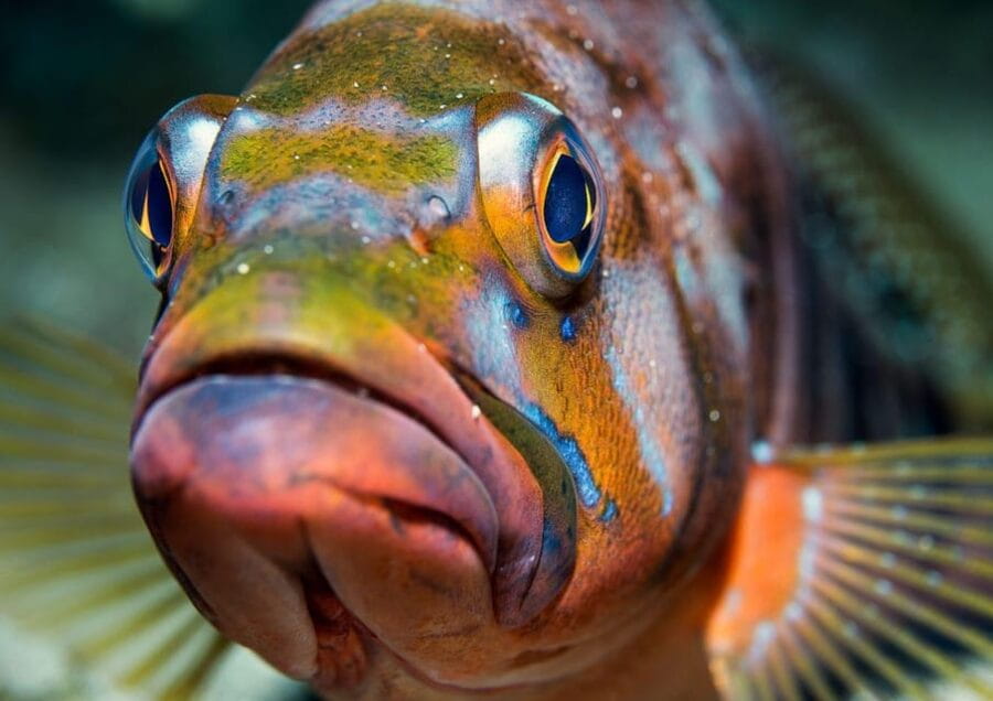 Lanzarote: Diving baptism in Puerto de Carmen 2 Dives - FAQ