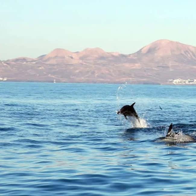 Lanzarote: Dolphin Watching by speedboat - Who Will Love This Tour and Why