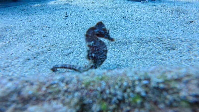 Lanzarote Your First Scuba Diving Experience - What Makes the Underwater Experience Special?