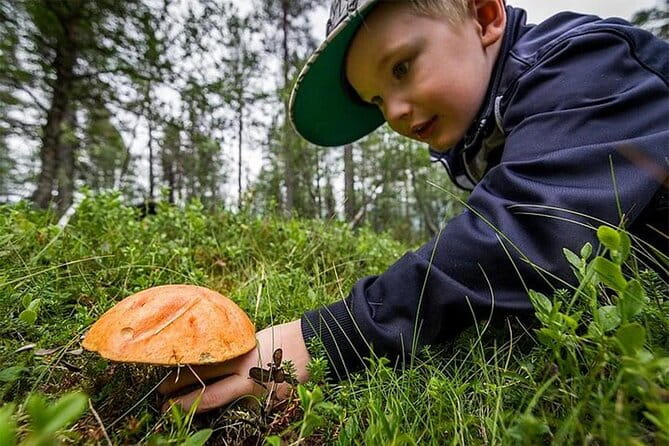 Lapland Berry Day Experience - A Relaxing, Hands-On Experience with Nature