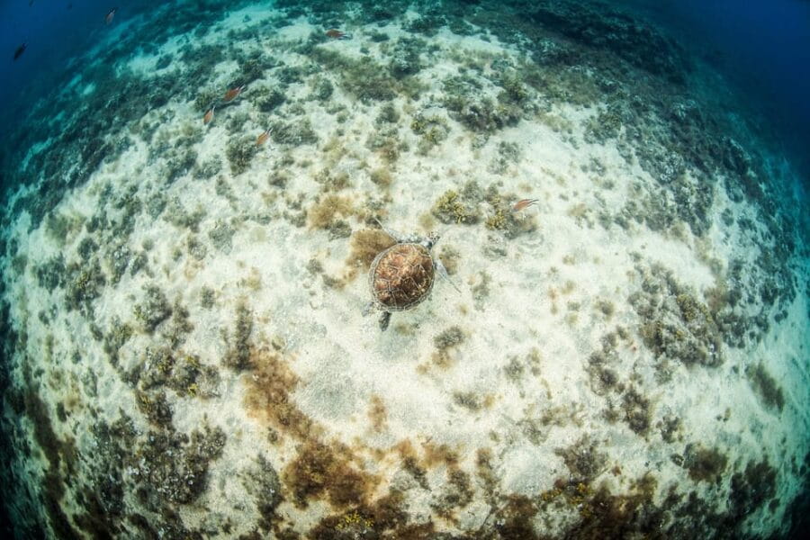 Las Palmas: Survival Apnea Course - Key points / Takeaways