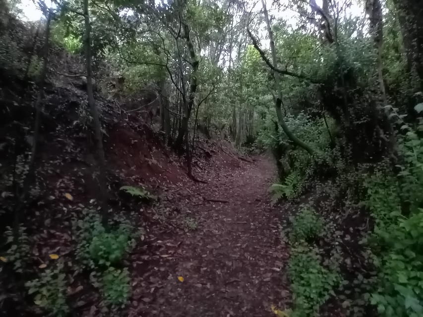 Laurisilva Forest: Hiking and Canarian cider tasting - Who Is This Tour Best For?