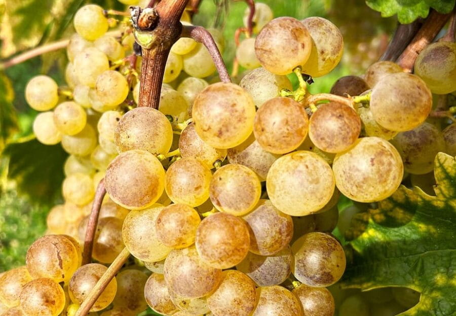 Lavaux: Vineyard Experience - Starting Point at Lausanne-Ouchy