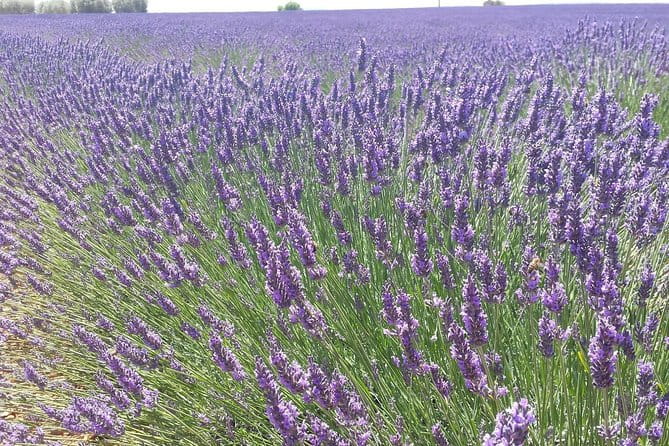 Lavender Beauty Small Group Half Day Tour from Avignon - Price and Value Analysis