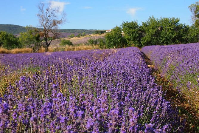Lavender Full-day Tour in Sault From AIX-EN-PROVENCE - In The Sum Up
