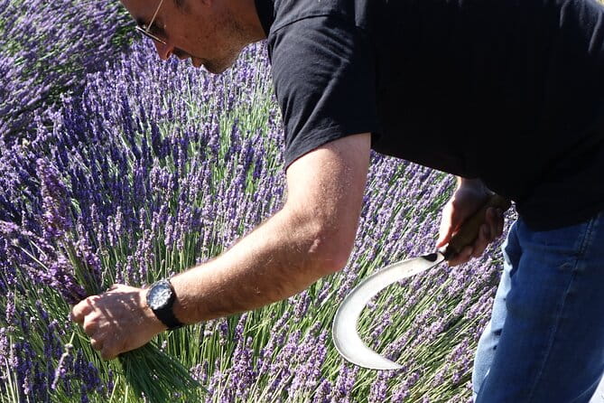Lavender Harvesting and Distillation Workshop in Bellegarde - From Plant to Bottle: The Distillation Process