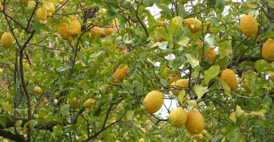 Lemon Nursery & Limoncello: Sorrento E-Bike Tour - Who Will This Tour Suit Best?