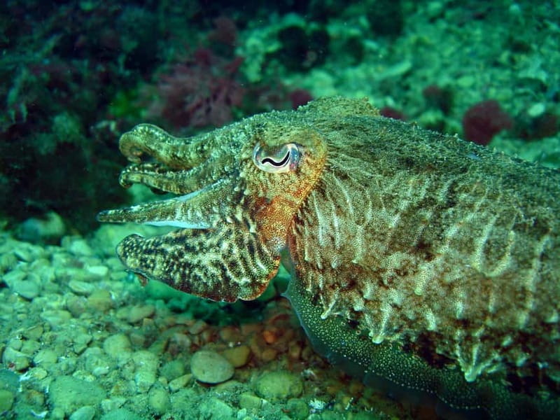 L'Escala: Introductory diving in the Montgri Nature Reserve - Who Should Consider This Experience?