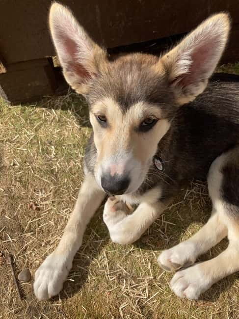 Levi: 2 KM Husky Summer Sledding with wheels - The Itinerary: What You’ll Do Step-by-Step