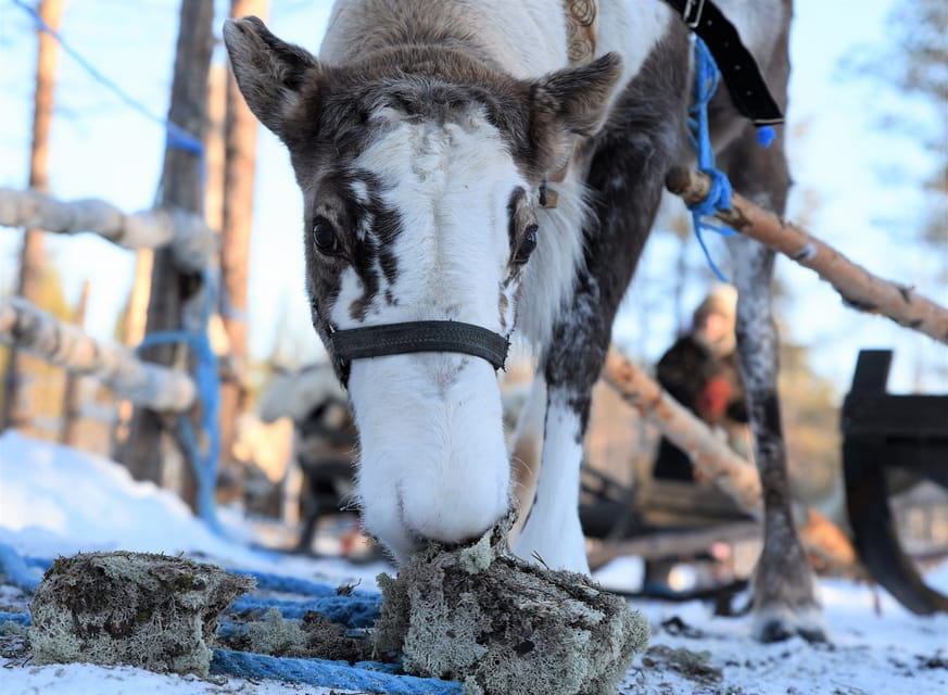 Levi: 3km Reindeer Sleigh Ride in the forest at night - Experiencing the Polar Night and Beyond