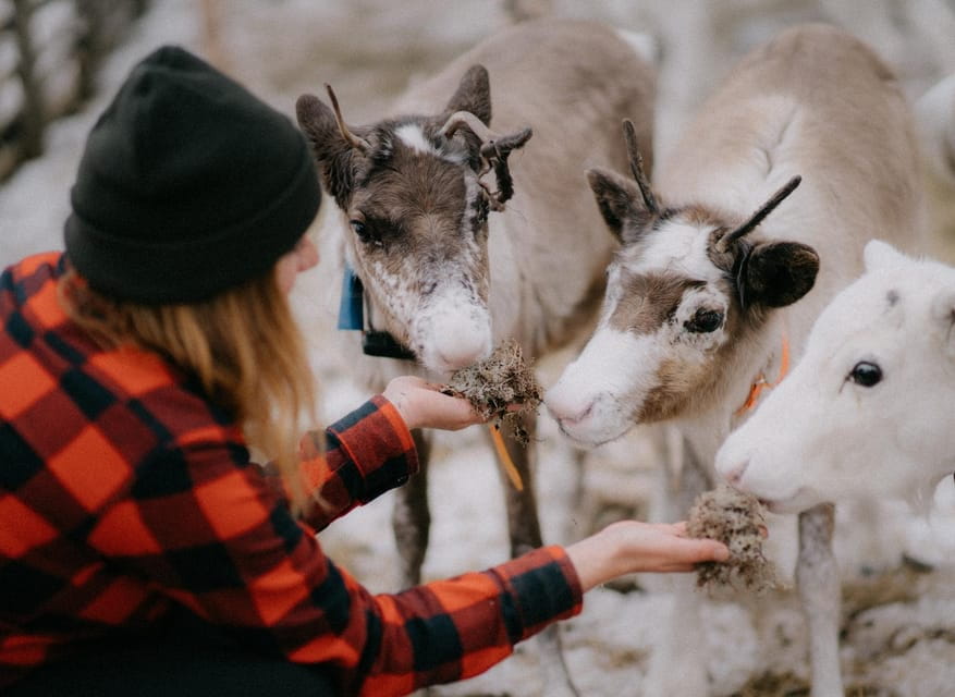 Levi: Autumn Hike and Reindeer Farm Visit - Visiting the Reindeer Farm: Up Close with Lapland’s Iconic Animals
