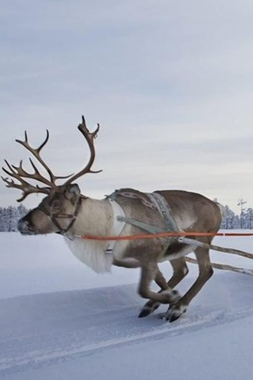 Levi: Lapland Reindeer and Husky Safari - Transportation, Duration, and Group Size