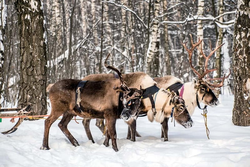 Levi: Reindeer Experience with Sled Ride - Price and Practical Tips