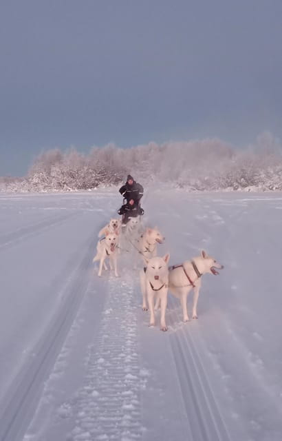 Levi: Self-Drive 2 KM Husky Sledding Experience - Detailed Itinerary Breakdown