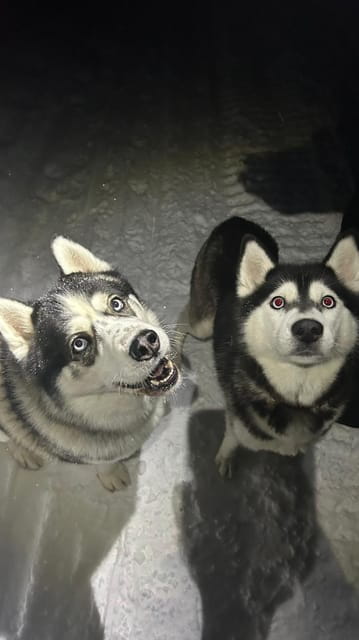 Levi: Self-Drive 5 KM Husky Sledding Experience - What You Can Expect at Each Stop