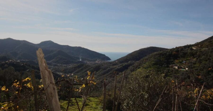 Lievàntu Wine Experience: Tour & tasting in Levanto Valley - Who Will Love This Tour?