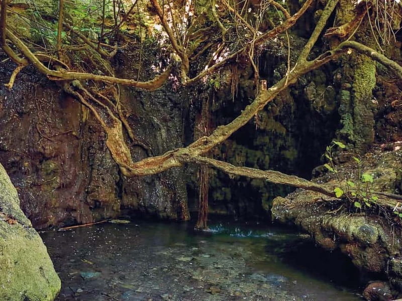 Limassol: Aphrodite Baths & Blue Lagoon Bus & Boat Day Tour - The Itinerary in Detail: What You Can Expect from Start to Finish