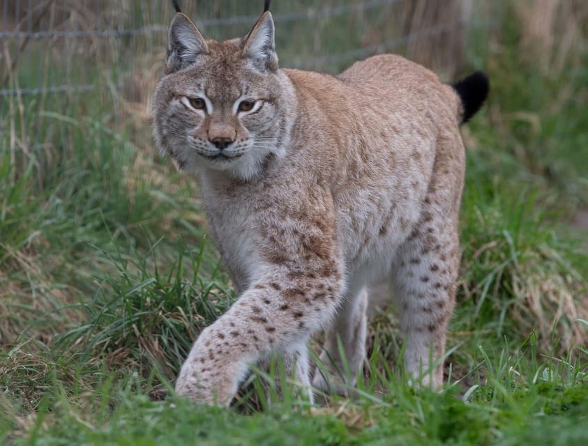 Lincolnshire: ARK Wildlife and Dinosaur Park Entry Ticket - Practical Tips for Your Visit