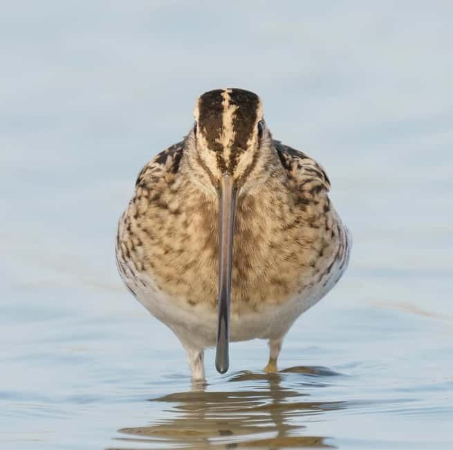 Lisbon: Private Birdwatching Tours with a Local Guide - Why This Tour Represents Good Value