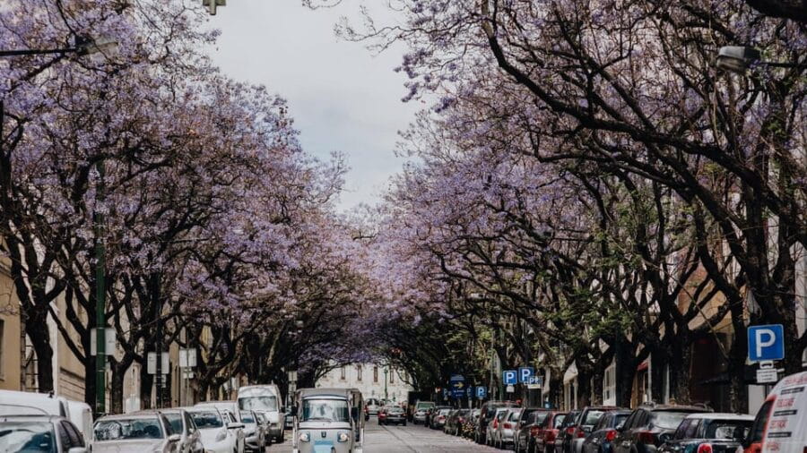 Lisbon: Private City Tour by Tuk-Tuk - The Practical Side: Timing, Transportation, and Group Size