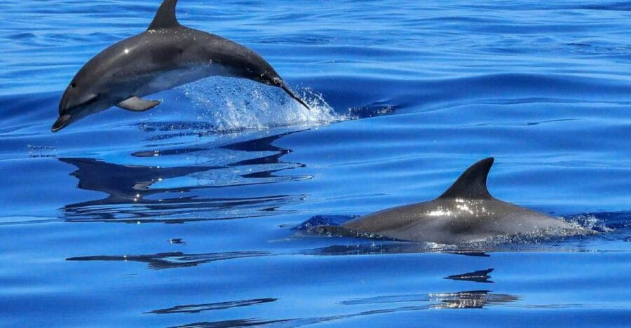 Lisbon: Tagus River Cruise to the Ocean & Dolphin Watching - Who Will Love This Tour?