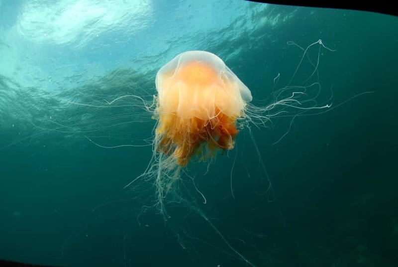 Lofoten: First Time Scuba Diving Experience - Entering The Underwater Realm of Lofoten