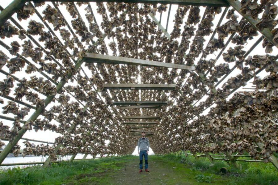 Lofoten: Private tour for cruise visitors (from Leknes) - Who Should Consider This Tour?