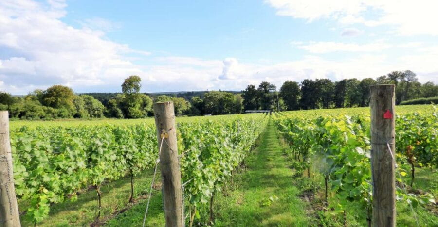London: Full-Day English Wine Tour with Lunch - Visiting the First Vineyard: Sparkling and Scenic Views