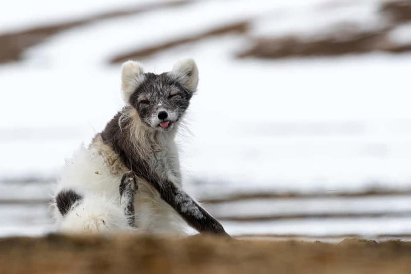 Longyearbyen: Wildlife Safari & Hiking Photography Tour - An In-Depth Look at the Longyearbyen Wildlife & Photography Tour