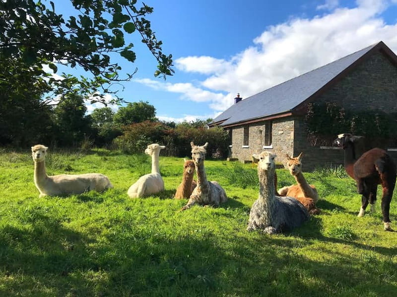 Loop Head: Alpaca Experience with Walk and Wool Spinning - The Wool Processing Demonstration: From Raw to Radiant