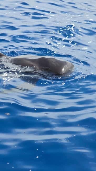 Los Cristianos: Viking Cruise Whales & Dolphins Watching - Price and Logistics: Planning Your Trip