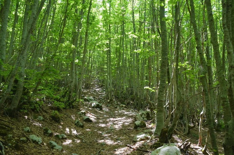 Loven Hiking Private Tour - The Journey Begins: From Coast to Mountain