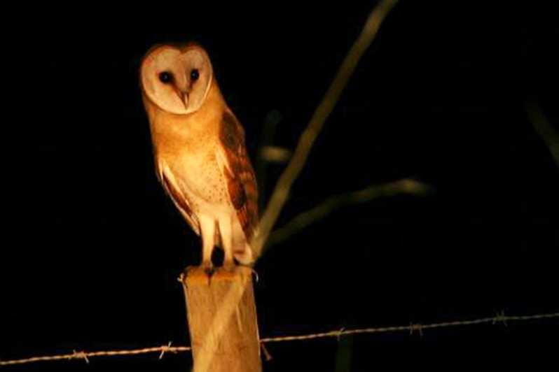 Madeira: Barn Owl Watching - Exploring Madeira’s Nighttime Nature: A Detailed Look at the Barn Owl Tour