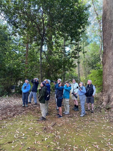 Madeira: Birdwatching - The Endemics - Why This Tour Offers Real Value