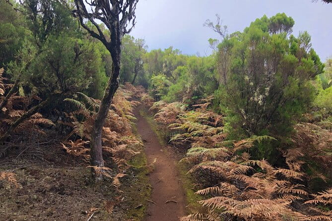 Madeira: Private Guided Walk Vereda Fanal PR13 - The Sum Up