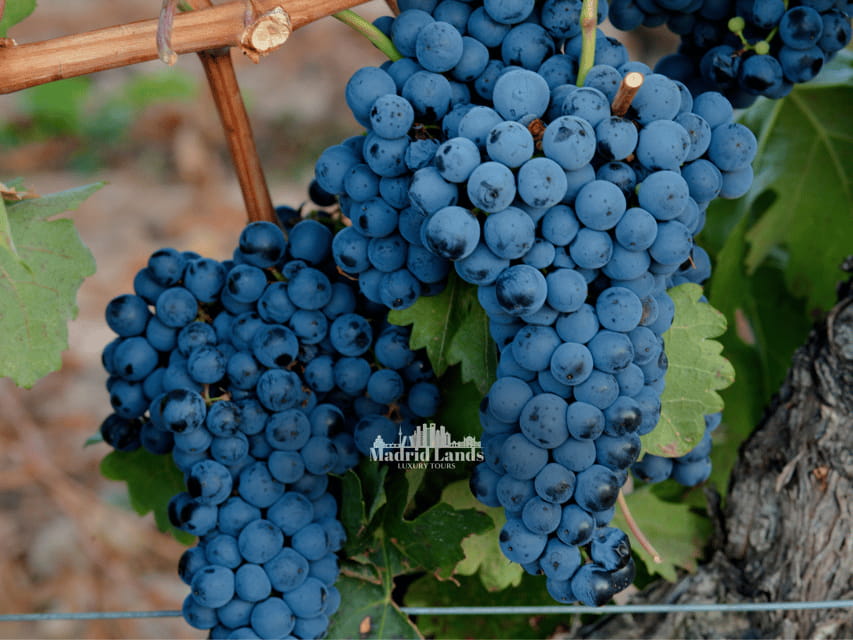 Madrid: Luxury Winner and Ribera del Duero Tour - Visiting the Wineries: A Taste of Success