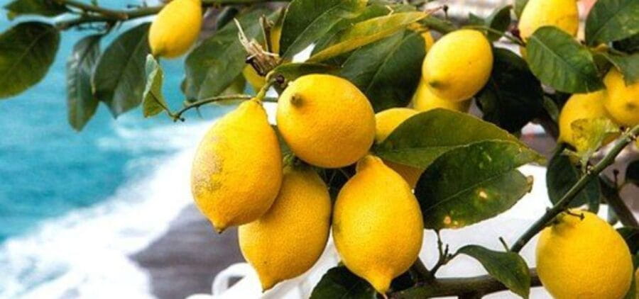 Maiori: Amalfi Coast Path of Lemons Day Trip with Tastings - Value and Practical Considerations