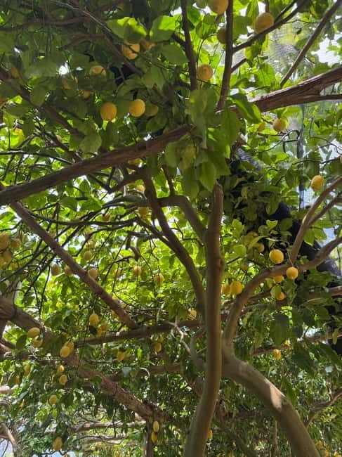 Maiori: Hiking Tour to A Lemon Farm with Lemon Tastings - A Deeper Dive: What the Tour Entails