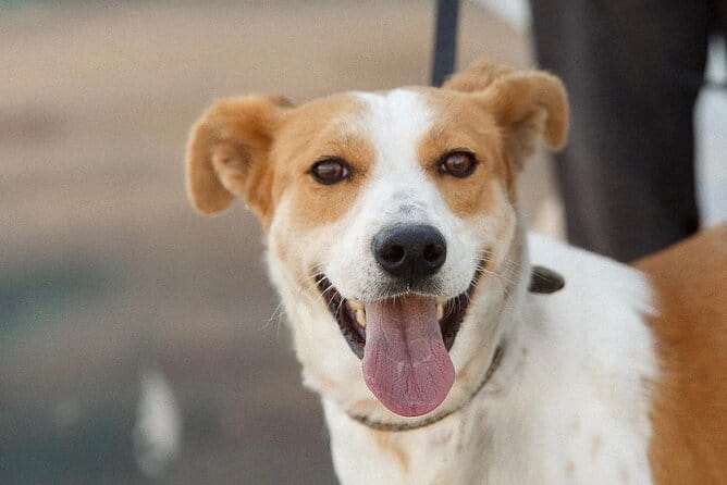 Make a dog's day and taste Greece in Skiathos - Authentic Greek Cooking with Maria