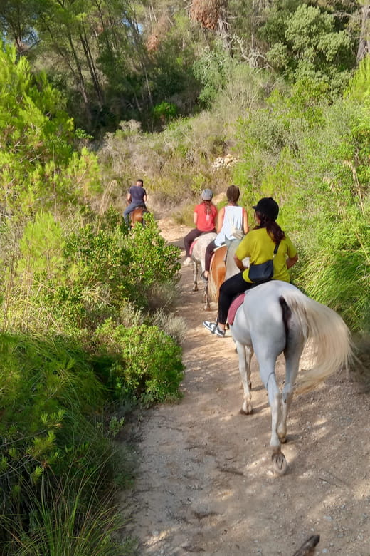 Mallorca: Activity, Antique Mallorca with Picnic - Connecting with Noble Andalusian Horses