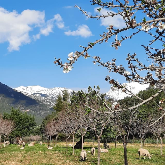 Mallorca: Almond Blossom Minivan Tour with tasting - GERMAN - Detailed Breakdown of the Itinerary