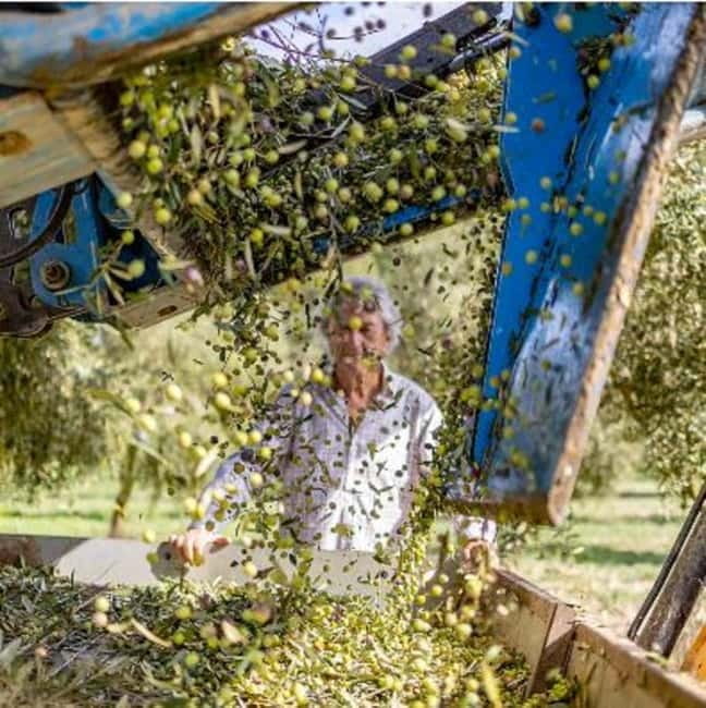 Mallorca: Bodega & Olives Minibustour with wine/oil tasting - A Closer Look at the Itinerary and Highlights