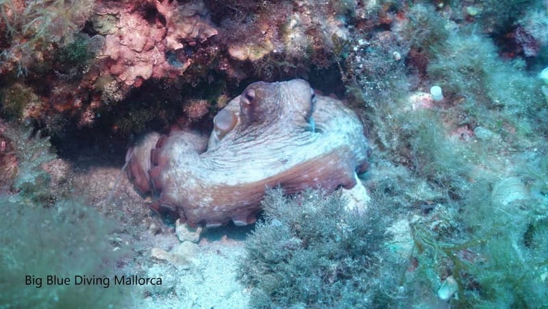 Mallorca: Discover Scuba Diving from the boat - Practical Considerations