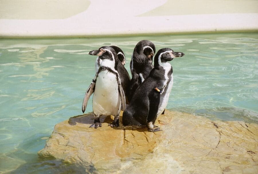 Mallorca: Marineland Tickets with Transfers from the North - Key points / Takeaways