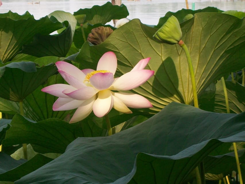 Mantua: Lake Superior among the Lotus flowers - Final Thoughts: A Quiet Jewel in Italy’s Natural Crown