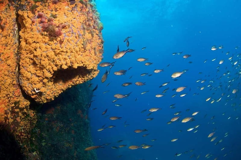 Marina di Campo: diving on the island of Elba - The Itinerary: What You Can Expect