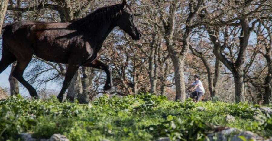 Martina Franca e-bike tour and visit to a breeding - Price and Value: Is It Worth It?